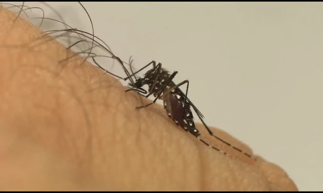 São Mateus do Sul promove a Campanha "Samas sem Dengue"