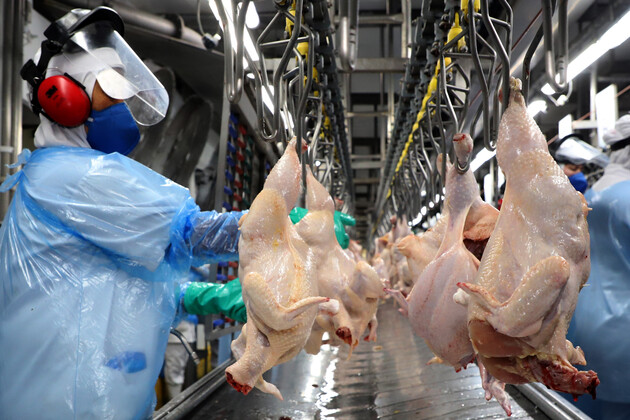 Paraná alcançou a maior produção semestral de frangos e suínos da história em 2023