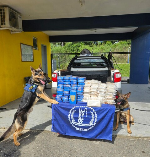 Cães Cronos e Camaro apontaram a presença de drogas no veículo