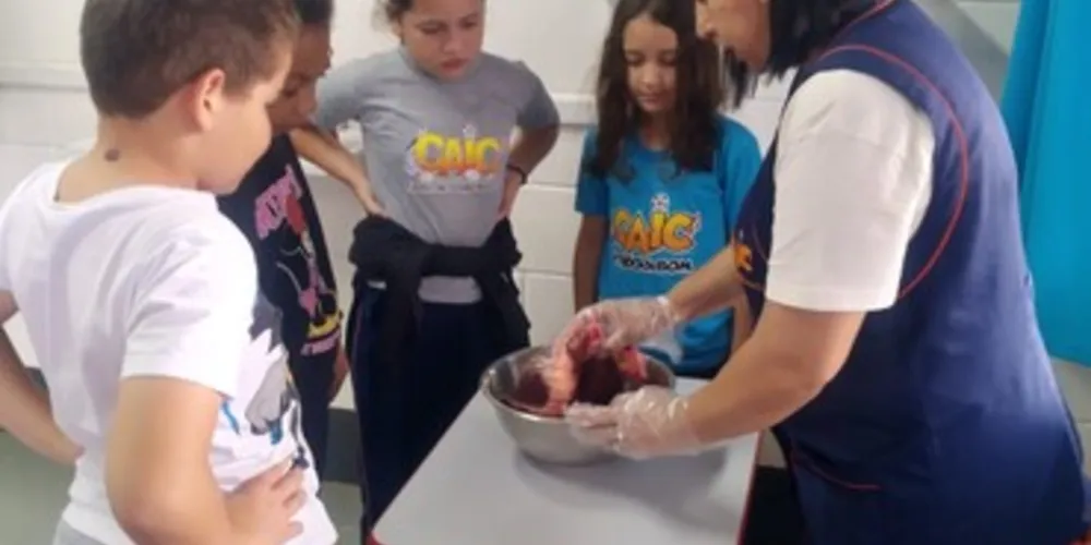 Turmas foram divididas em pequenos grupos para explorar coração bovino