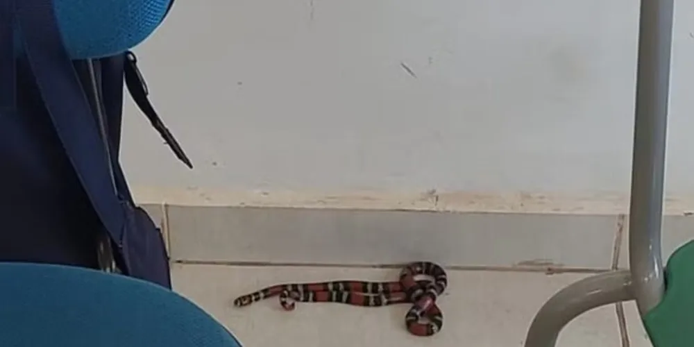 Após o animal ser encontrado, todos os alunos foram retirados imediatamente do local