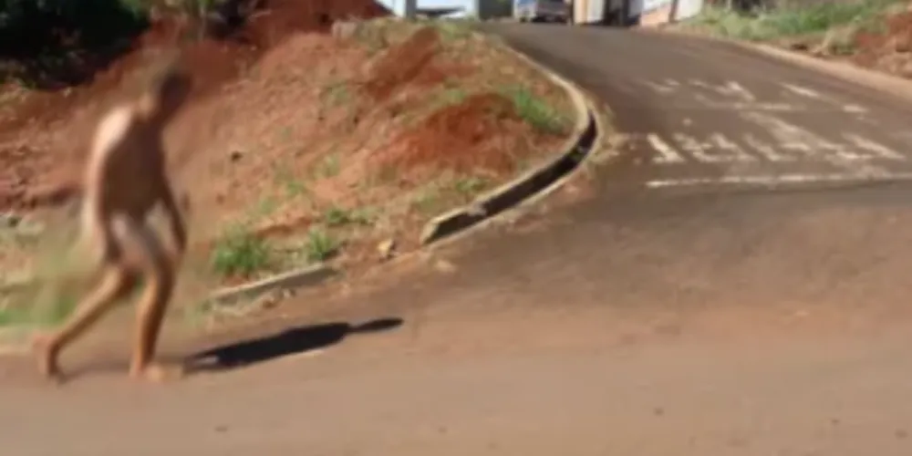 Nas imagens, é possível observar o homem caminhando tranquilamente pelas vias públicas