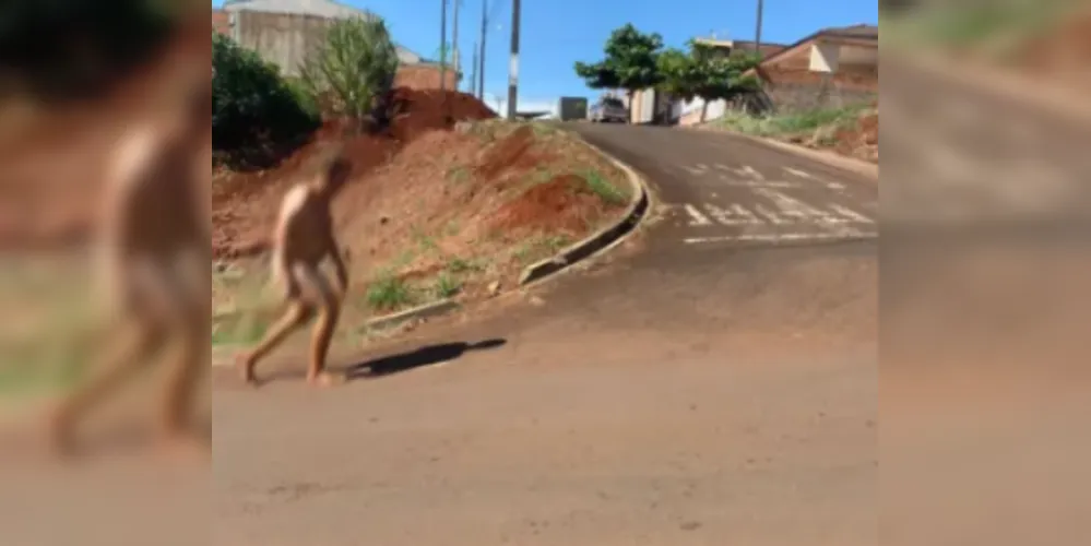 Nas imagens, é possível observar o homem caminhando tranquilamente pelas vias públicas