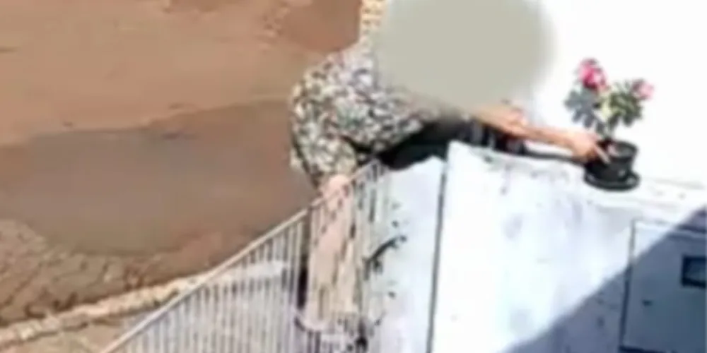 A planta em questão era uma rosa do deserto, conhecida por suas folhas pequenas