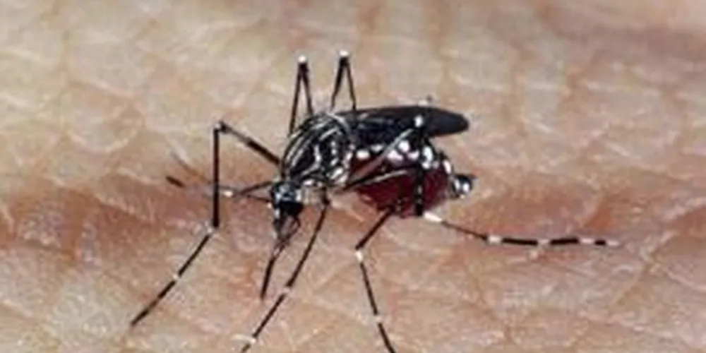 80 mortes pela doença foram confirmadas desde janeiro