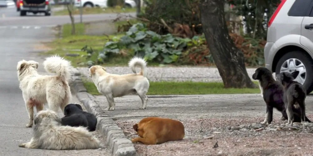 Casos de violência têm acontecido em Ponta Grossa