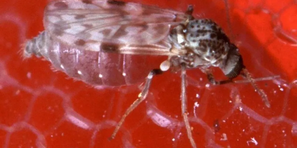 A transmissão da doença ocorre pela picada de mosquitos