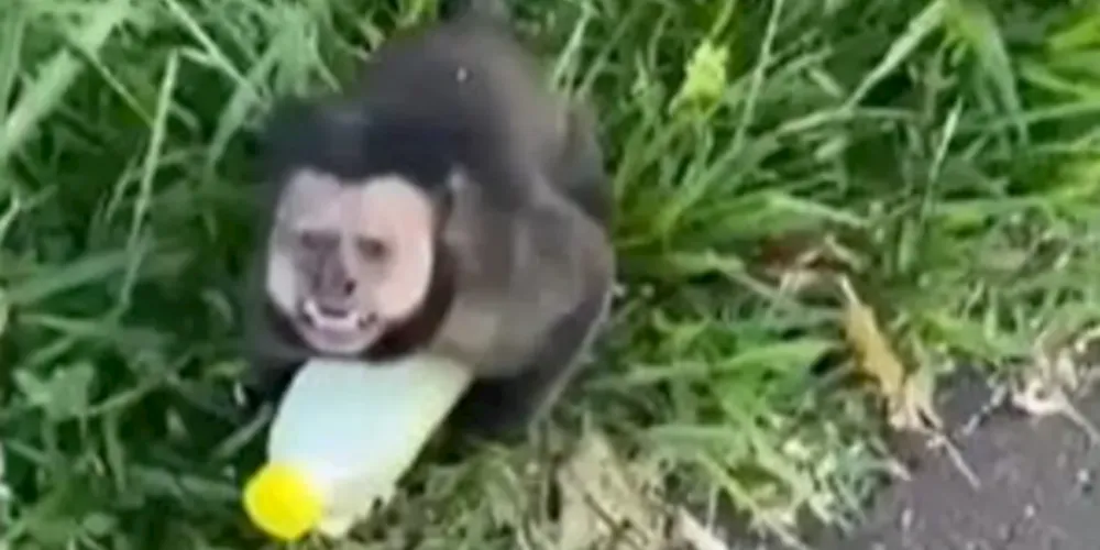 A família foi ‘perseguida’ por macacos e teve uma garrafa de caldo de cana ‘roubada’