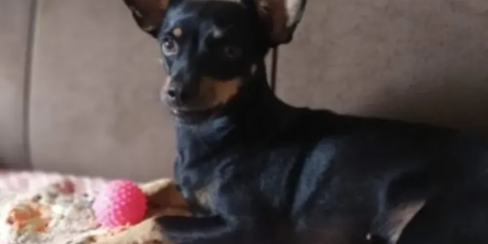 Pandora foi localizada