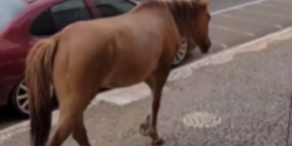 O flagra aconteceu por volta das 17h dessa quarta