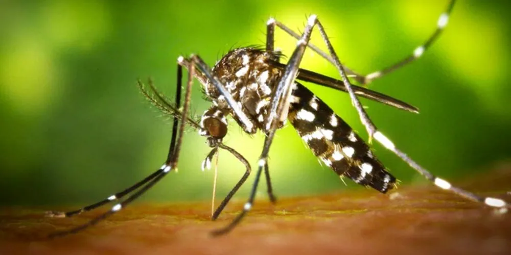 No Estado, já são mais de 100 óbitos pela dengue