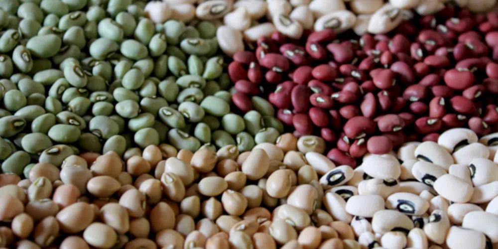 O estudo acompanhou 37 voluntários com excesso de peso que receberam as mesmas refeições durante 4 meses