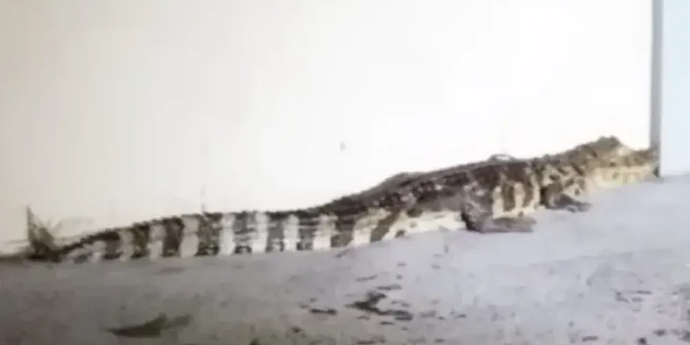 O animal foi solto em uma área de mata na região, sem ferimentos