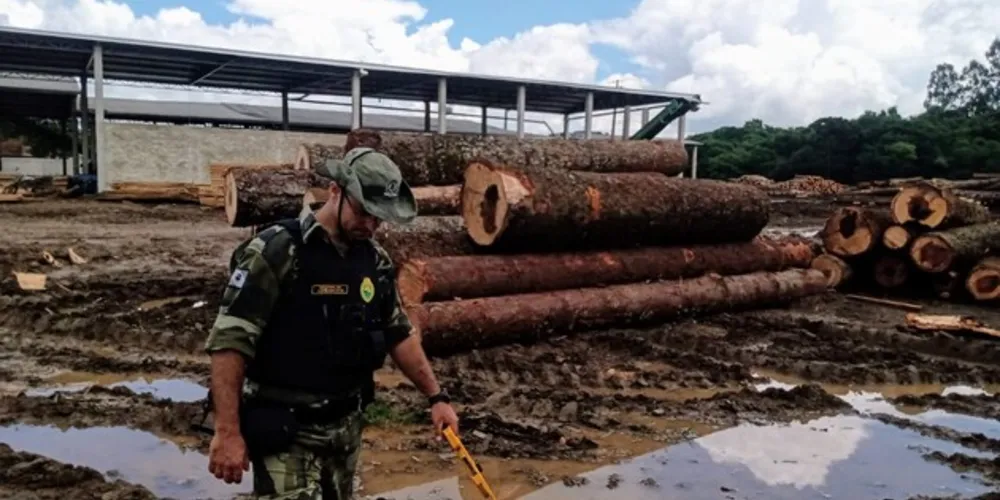 A equipe constatou o depósito irregular de 124 metros cúbicos de madeira de lei (pinheiro e imbuia)
