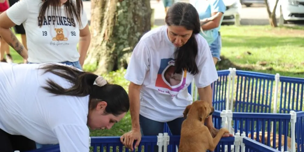As políticas públicas voltadas aos animais em Irati seguem avançando