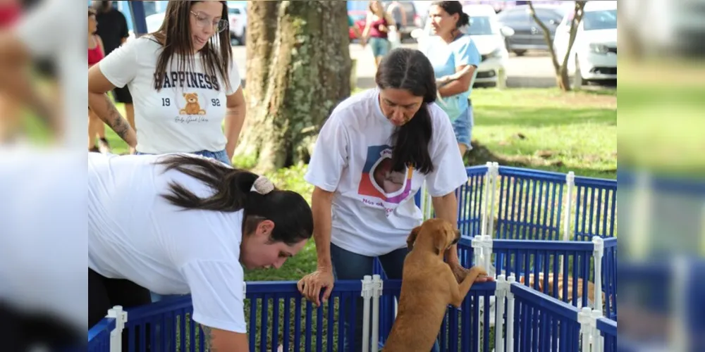 As políticas públicas voltadas aos animais em Irati seguem avançando