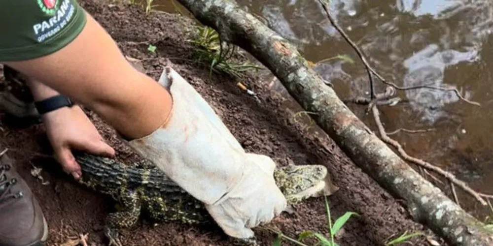 Animal foi solto no Rio Congonhas, retornando ao habitat natural