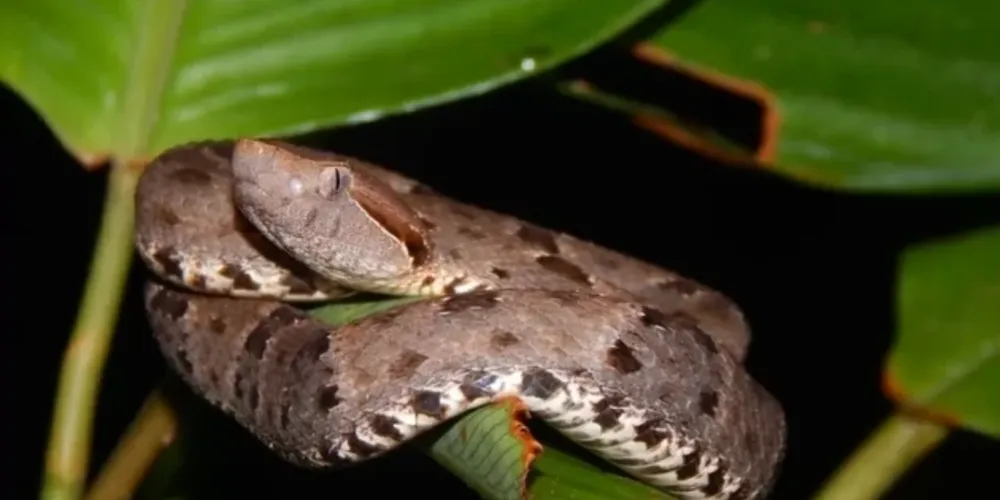 Jararaca da espécie Bothrops