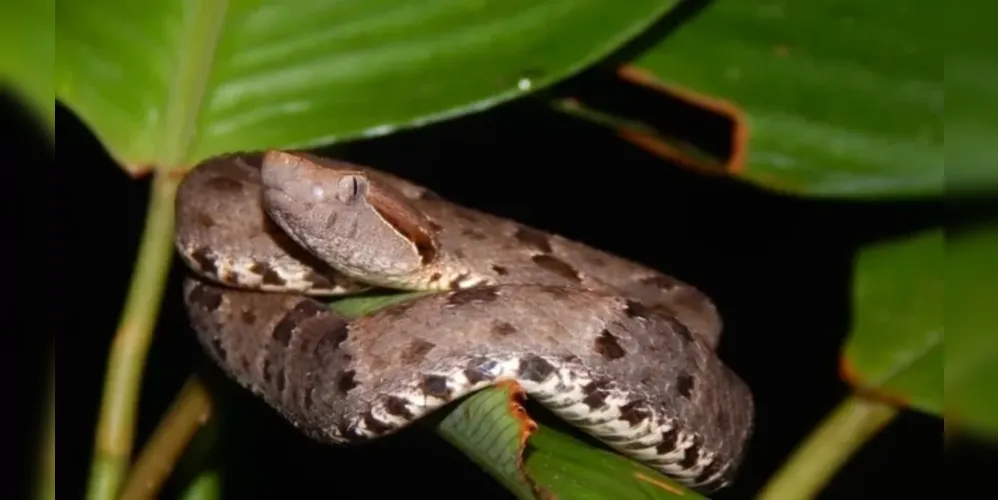 Jararaca da espécie Bothrops