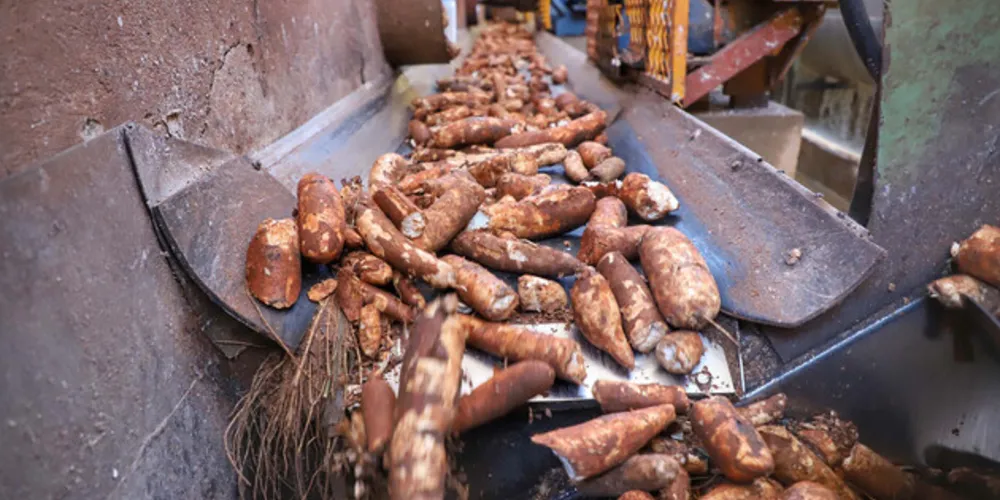 Mais de 3,60 milhões de toneladas deverão ser produzidas