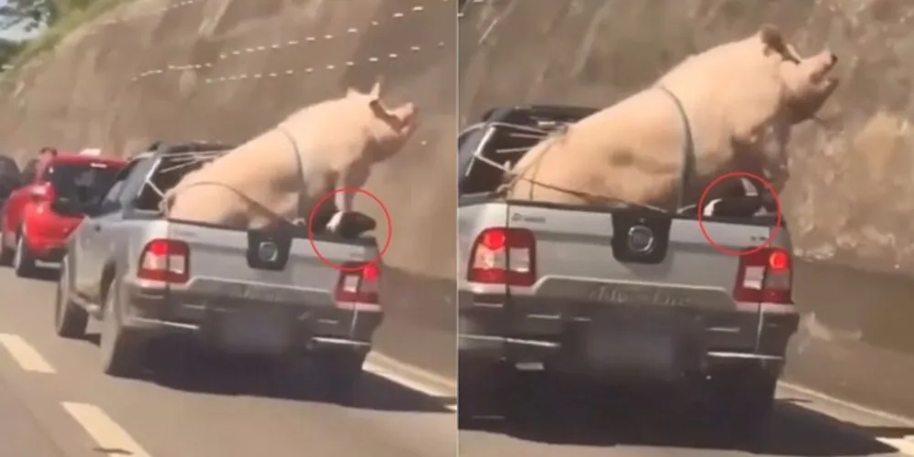 Situação aconteceu em Cotia-SP