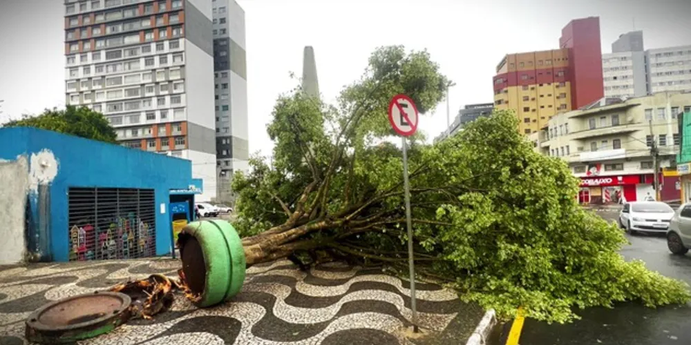 Uma árvore, no 'Ponto Azul', caiu com o temporal