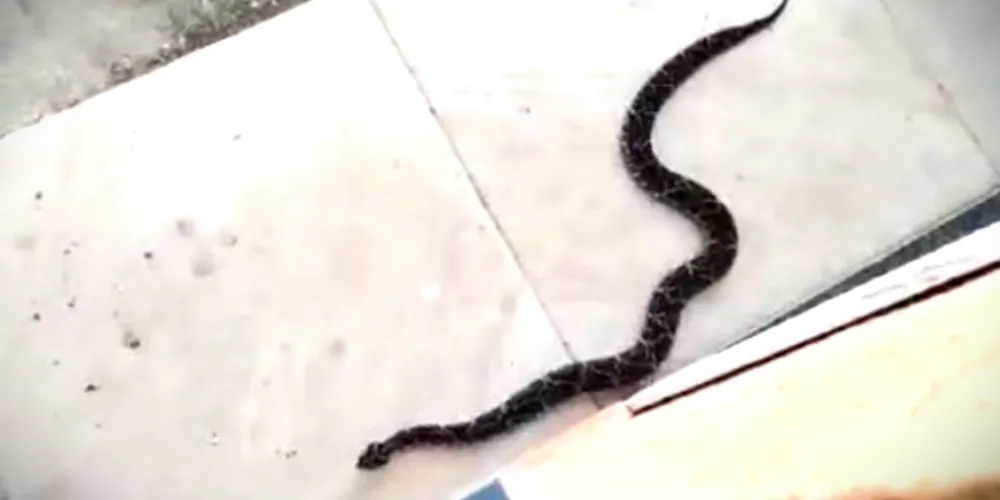 Cobra foi visualizada próximo às residências da região