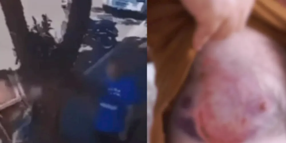 Região do peito do vereador ficou machucada após a mordida do animal