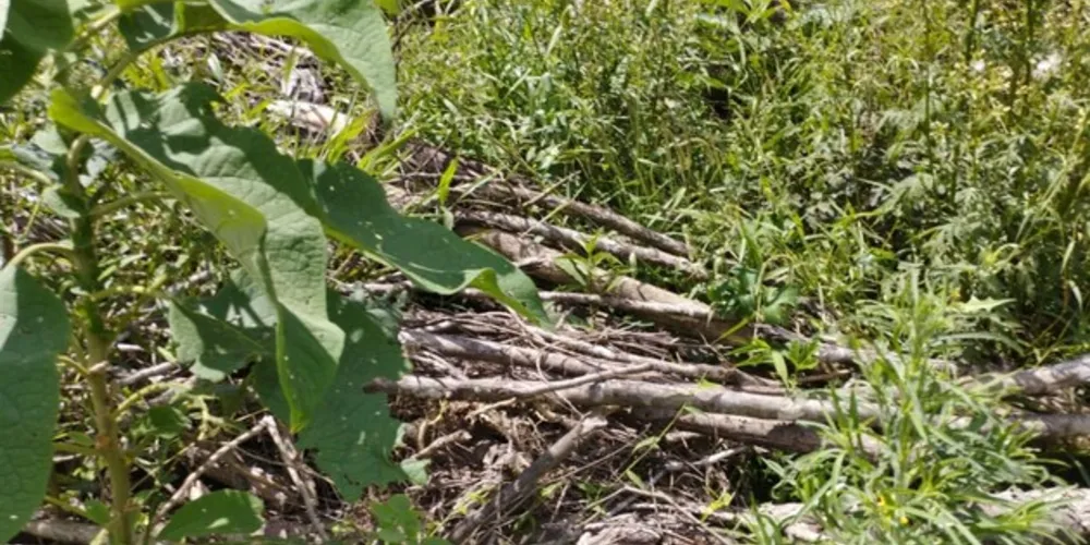 Após receber uma denúncia, os policiais ambientais se deslocaram até a propriedade.