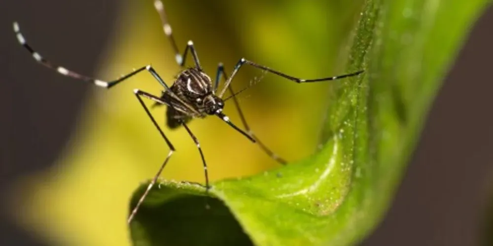 Aedes aegypti se adapatou ao clima mais úmido e aquecido