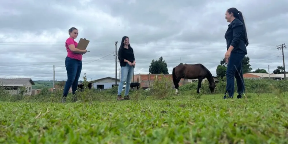 Os proprietários dos animais encontrados soltos nas vias urbanas ou em locais públicos serão penalizados