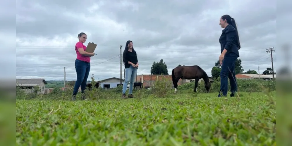 Os proprietários dos animais encontrados soltos nas vias urbanas ou em locais públicos serão penalizados