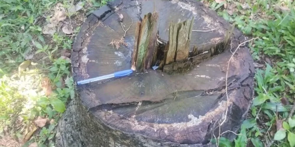 De acordo com a Polícia, foi confirmado que o corte não havia sido autorizado pelo órgão ambiental
