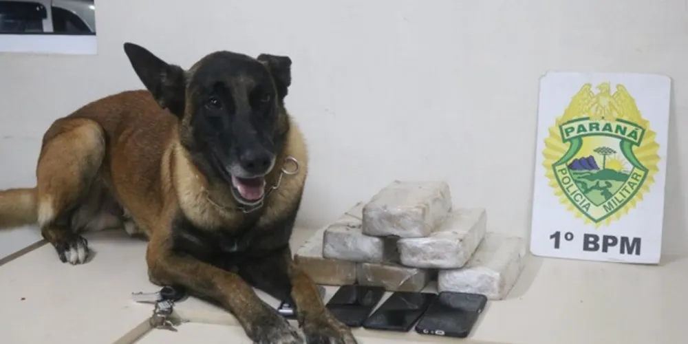 Operação contou com o apoio de um cão farejador