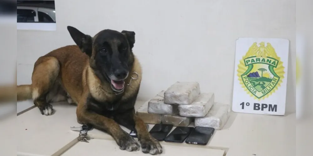 Operação contou com o apoio de um cão farejador