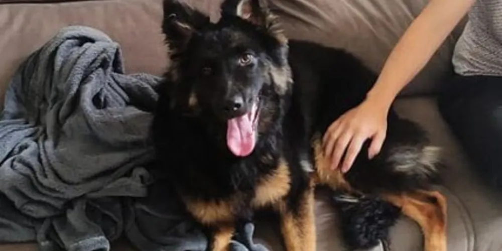 A tutora conta que a 'cachorrinha'  é muito dócil e nunca havia saído sozinha na rua