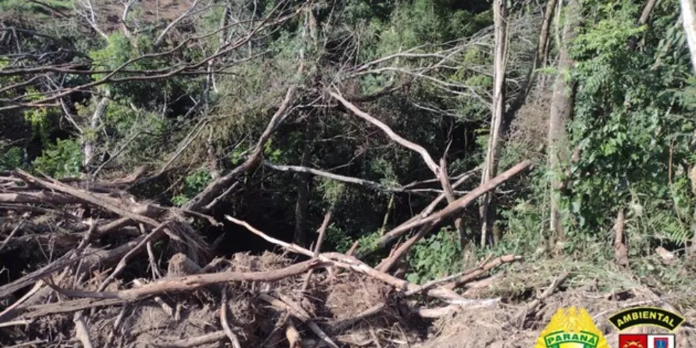 3,04 hectares de vegetação nativa foram cortados
