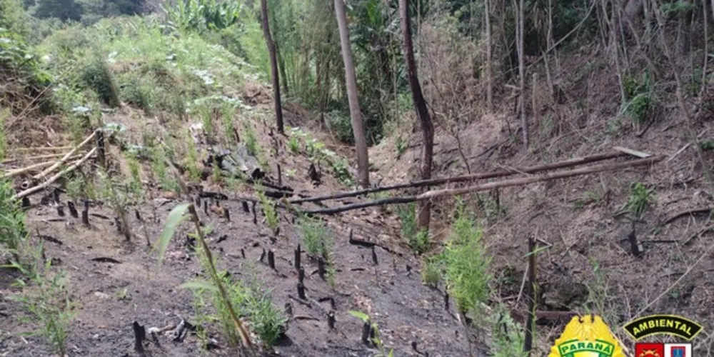 O proprietário queimou 0,58 hectare da vegetação