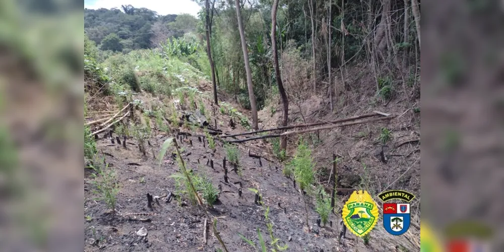 O proprietário queimou 0,58 hectare da vegetação