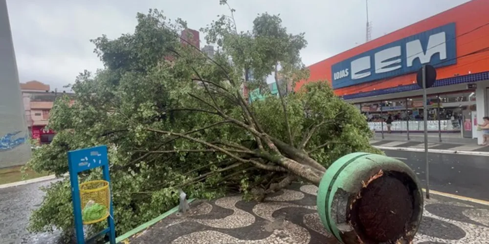 Árvore caiu no 'Ponto Azul' com os ventos fortes e chuva que atingiu a cidade nesta quinta-feira (21)