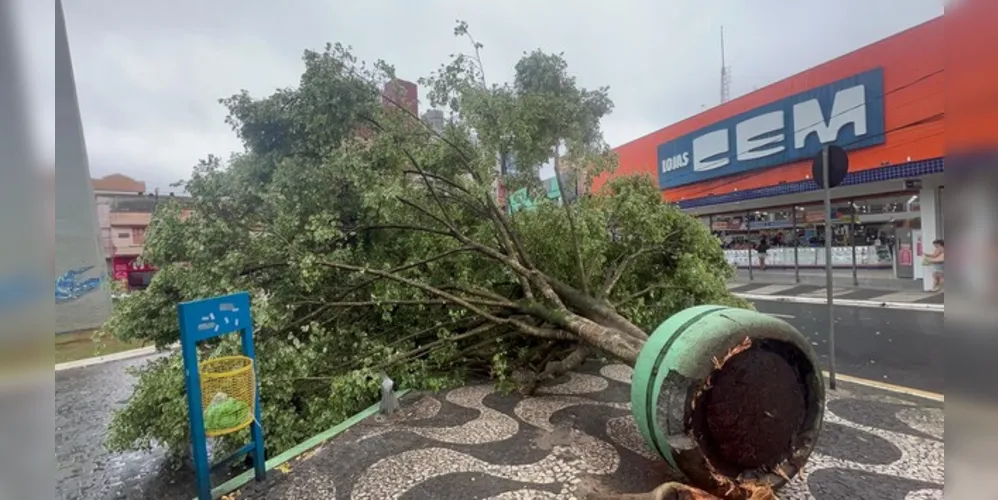 Árvore caiu no 'Ponto Azul' com os ventos fortes e chuva que atingiu a cidade nesta quinta-feira (21)