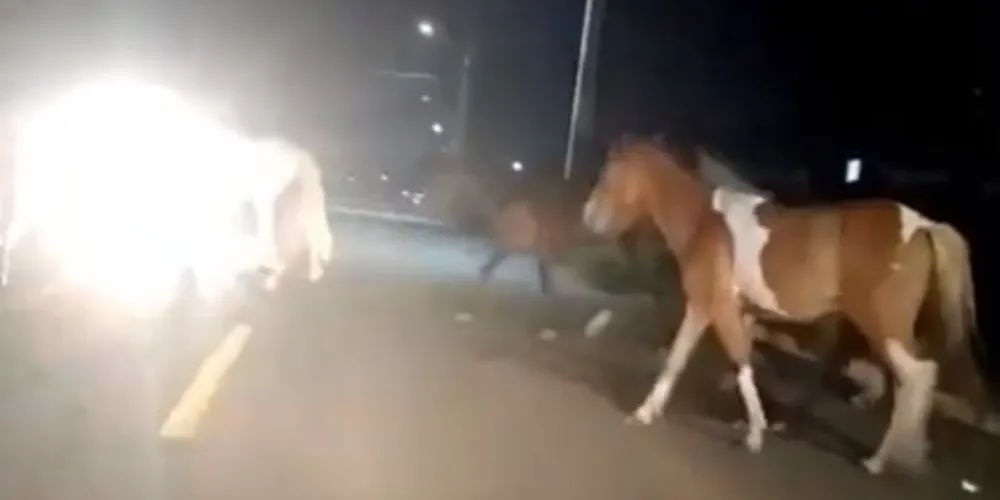 Além dos danos na residência, os moradores também relatam a grande quantidade de fezes espalhadas pelas ruas