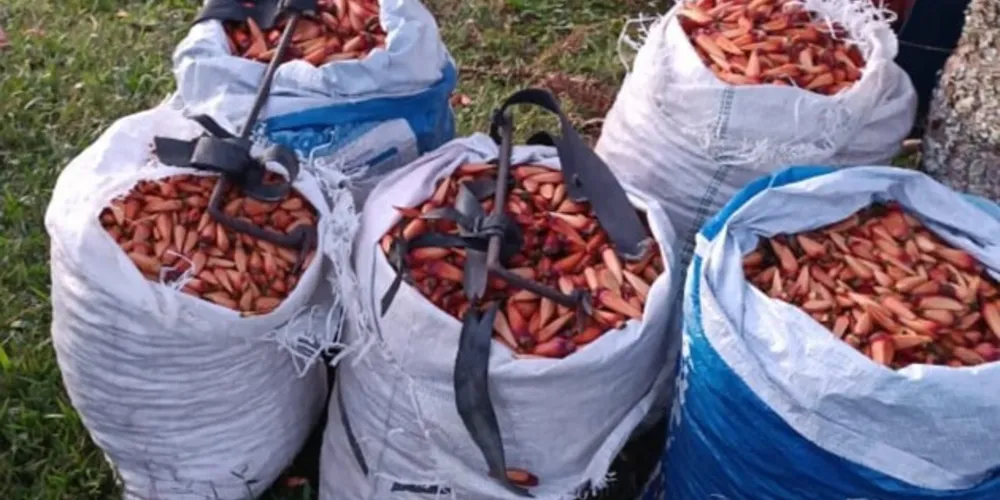 Apreensão aconteceu no interior do município de Pinhão.