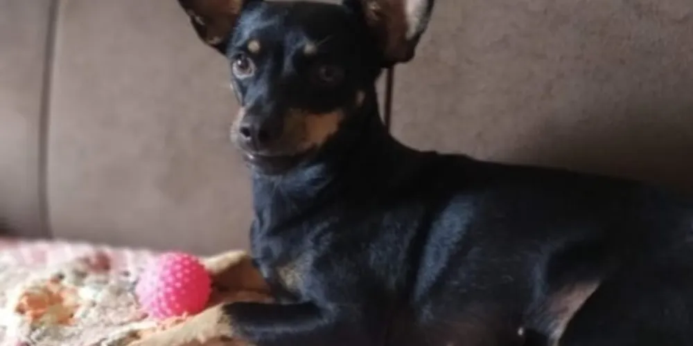 Pandora está desaparecida há 11 dias