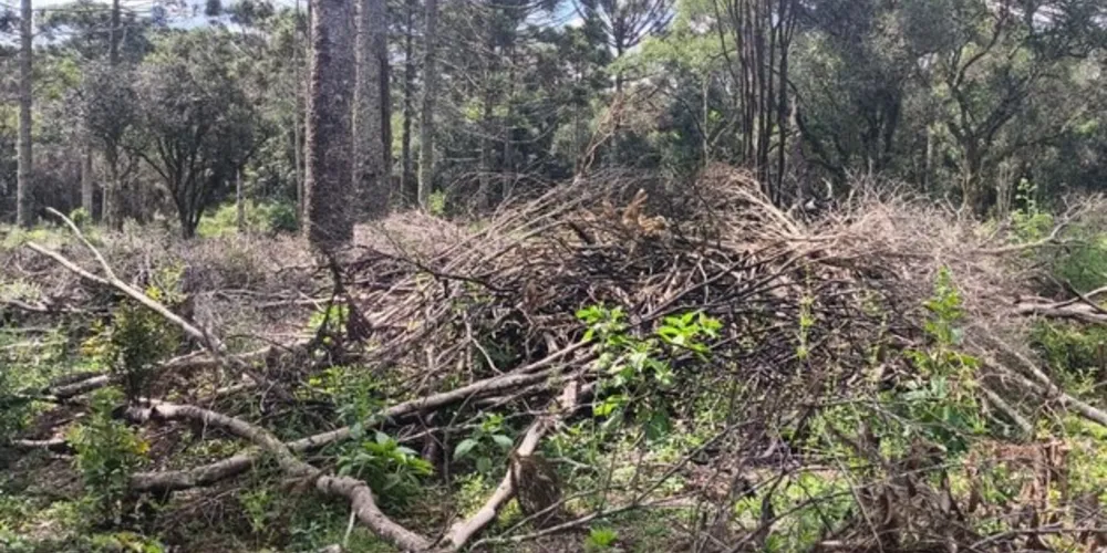 De acordo com informações da PM, a área atingida pelo fogo foi de 2,56 hectares