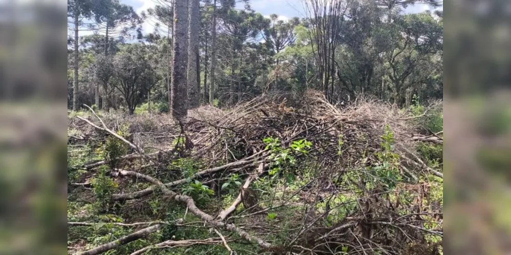 De acordo com informações da PM, a área atingida pelo fogo foi de 2,56 hectares