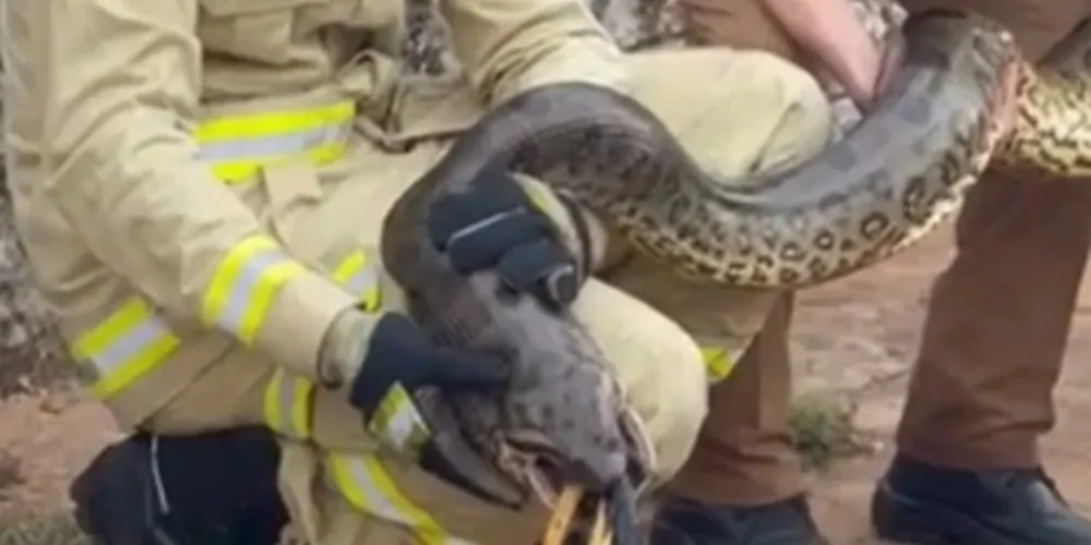 Conforme o Corpo de Bombeiros, a sucuri podia oferecer risco aos moradores da região, por estar em uma área residencial