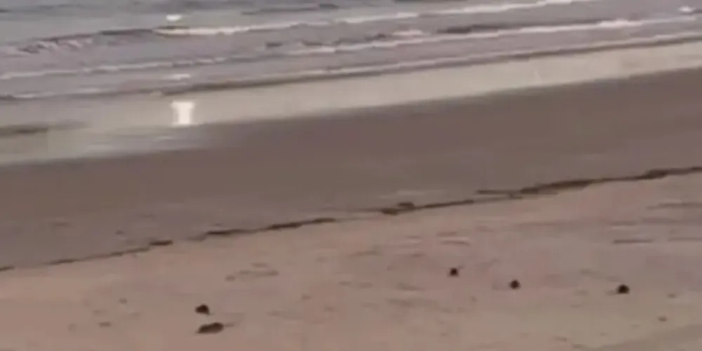 Ratos invadem areia da praia de Guarautuba