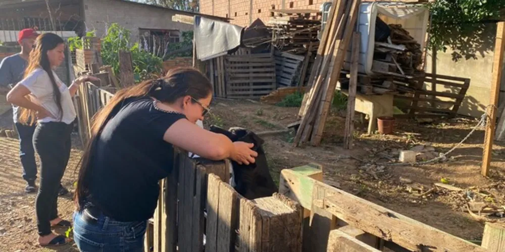 Quando se tratar de cão ou gato, a pena é de reclusão de 2 a 5 anos, multa e proibição de guarda