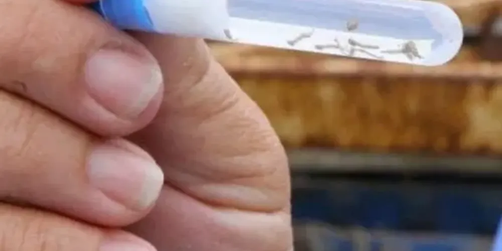 O montante será dividido entre o programa Provigia para os 399 municípios do estado